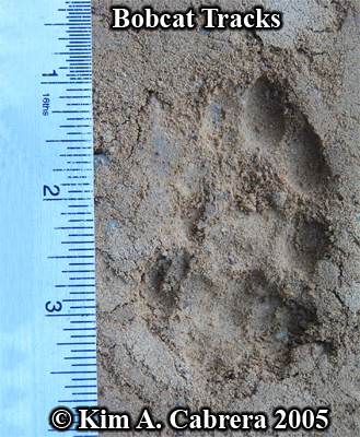 Overlapping pair of bobcat tracks. Photo
                  copyright by Kim A. Cabrera 2005.
