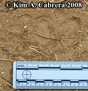 Bobcat
                      footprints in dust. Photo copyright by Kim A.
                      Cabrera 2008.