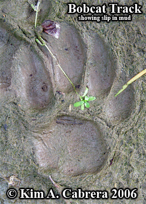 Distorted bobcat track due to slip in the mud.
                  Photo copyright by Kim A. Cabrera 2006.