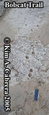A bobcat
                  trail on recently graded road. Photo copyright by Kim
                  A. Cabrera 2005.