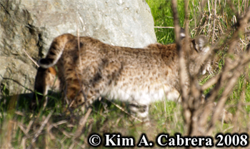 Bobcat walking quietly away from me. Photo
                      copyright Kim A. Cabrera 2008.