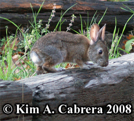 Brush
                  rabbit. Photo copyright Kim A. Cabrera 2008.