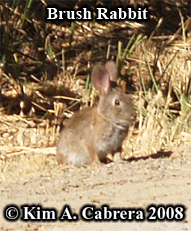 Brush
                      rabbit. Photo copyright by Kim A. Cabrera 2008.