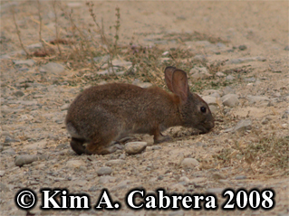 Brush
                  rabbit feeding. Photo copyright by Kim A. Cabrera
                  2008.