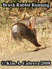 Brush rabbit running. Photo copyright by Kim A.
                    Cabrera 2008.