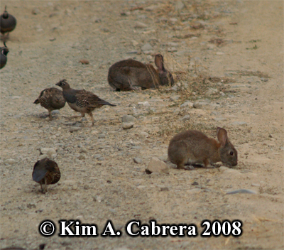 Pair of Brush rabbits and quail. Photo
                    copyright by Kim A. Cabrera 2008.