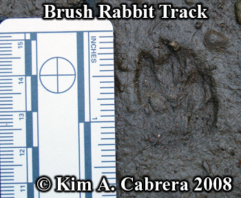Brush rabbit track in mud. Photo copyright
                      Kim A. Cabrera 2008.