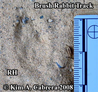 Right
                  hind track of a brush rabbit. Photo copyright by Kim
                  A. Cabrera 2008.