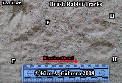 Brush rabbit tracks and deer track. Photo
                  copyright by Kim A. Cabrera 2008.