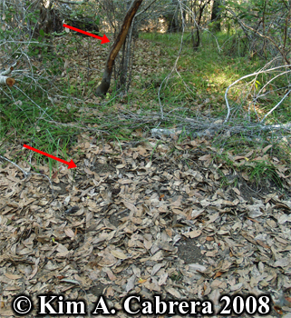 Ground torn up in front of antler rubbing
                      sign on tree. Photo copyright Kim A. Cabrera
                      2008.