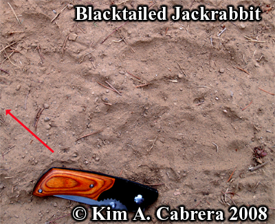 Blacktailed jackrabbit tracks showing a change
                    of direction. Photo copyright by Kim A. Cabrera
                    2008.