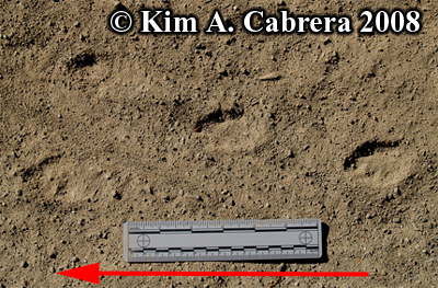 Blacktailed jackrabbit tracks on a dirt road.
                      Photo copyright by Kim A. Cabrera 2008.