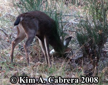 Buck thrashing a plant with his antlers. Photo
                    copyright Kim A. Cabrera 2008.