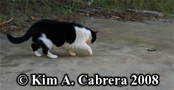 Bones, the domestic cat, approaching bobcat
                    scat. Copyright Kim A. Cabrera 2008.