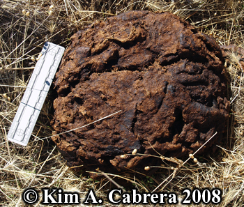 Domestic
                    cattle scat. Photo copyright by Kim A. Cabrera
                    2008.