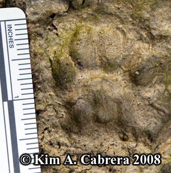 Domestic cat
                    track in mud. Copyright Kim A. Cabrera 2008.