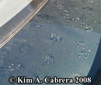 Domestic cat tracks on car trunk. Copyright Kim
                    A. Cabrera 2008.