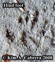 Chipmunk track. Photo copyright Kim A. Cabrera
                  2008.