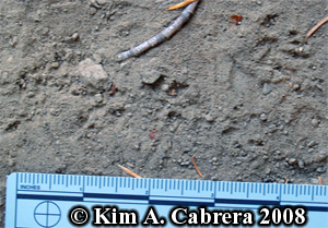 Chipmunk
                  tracks in dust. Photo copyright Kim A. Cabrera 2008.