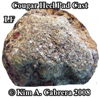 Cougar heel pad cast. Photo and cast copyright
                  Kim A Cabrera 2008.