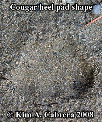 The
                  distinctive shape of the heel pad of a cougar. Photo
                  copyright Kim A. Cabrera 2008.