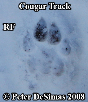 Cougar paw
                  print photo, right front foot. Copyright Peter DeSimas
                  2008.