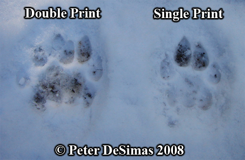 Mountain lion or cougar tracks photo. Copyright
                  Peter DeSimas 2008.