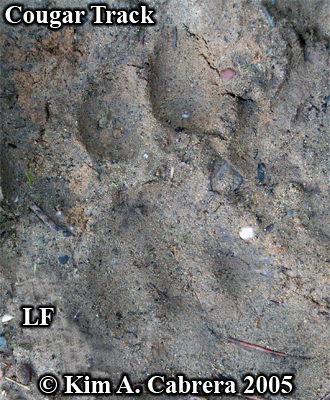 Very nice
                  cougar track in mud. Photo copyright by Kim A. Cabrera
                  2005.