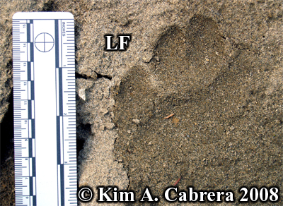 Another
                  beautiful pawprint in sand. Left front paw. Photo
                  copyright Kim A. Cabrera 2008.