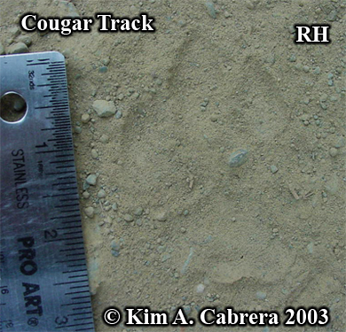 Right hind
                  cougar track. Photo copyright by Kim A. Cabrera 2003.