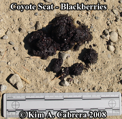 The
                    second fresh coyote scat composed of blackberries.
                    Photo copyright by Kim A. Cabrera 2008.