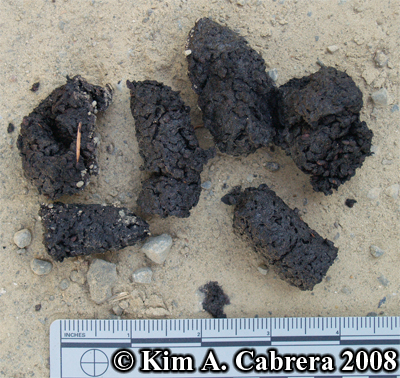Coyote scat
                    composed of blackberry seeds. Photo copyright by Kim
                    A. Cabrera 2008.
