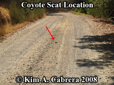Location of the second coyote scat deposit.
                      Photo copyright by Kim A. Cabrera 2008.