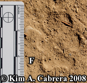 Coyote front track. Pawprint in dusty soil.
                      Photo copyright Kim A. Cabrera 2008.