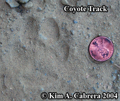 Coyote track in dust. Photo copyright by Kim A.
                    Cabrera 2004.