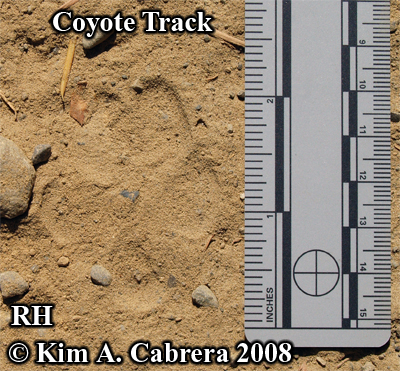 Right hind
                  Coyote track in dust. Photo copyright by Kim A.
                  Cabrera 2008.