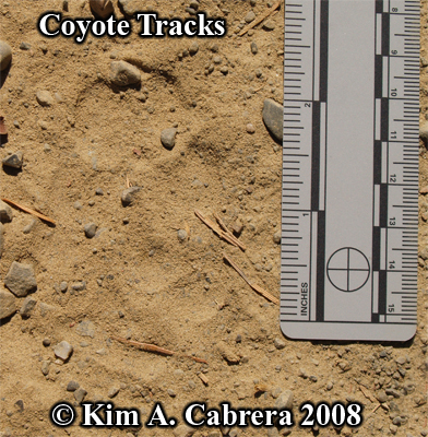 Coyote tracks in dust. Photo copyright by Kim
                    A. Cabrera 2008.