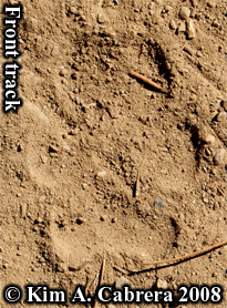Coyote front track. Paw print shows no claws
                    due to terrain. Photo copyright Kim A. Cabrera
                    2008.