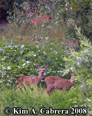 Blacktailed
                    deer family. Photo copyright by Kim A. Cabrera
                    2008.