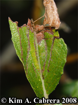 Blacktailed deer feeding sign on willow leaf.
                      Photo copyright Kim A. Cabrera 2008.