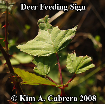 Blacktailed deer feeding sign on blackberry
                    leaf. Photo copyright Kim A. Cabrera 2008.