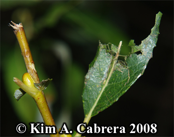 Blacktailed deer feeding sign on willow leaf
                      and twig. Photo copyright Kim A. Cabrera 2008.