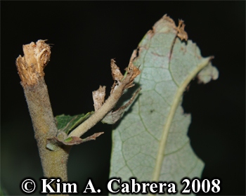 Blacktailed deer feeding sign on willow leaf
                      and branch. Photo copyright Kim A. Cabrera 2008.