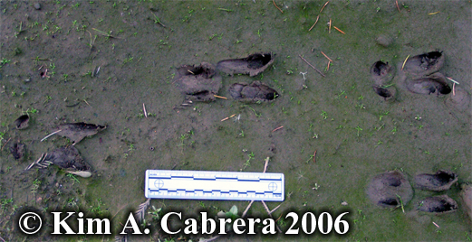 blacktailed deer tracks showing stotting or
                      pronk gait. Photo copyright by Kim A. Cabrera
                      2006.
