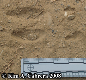 Deer track showing splayed toes. Photo
                      copyright by Kim A. Cabrera 2008.