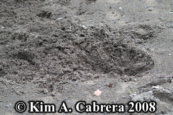 Domestic
                      dog digging in sand. Photo copyright Kim A.
                      Cabrera 2008.