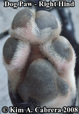 Right hind paw of a domestic dog. Photo
                      copyright by Kim A. Cabrera 2008.