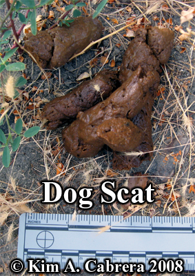 Dog scat. Photo copyright Kim A. Cabrera
                      2008.