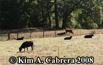 Domestic cattle. Photo copyright by Kim A.
                    Cabrera 2008.
