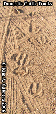 Domestic cattle tracks from Arizona ranch.
                    Photo copyright by Kim A. Cabrera 2006.